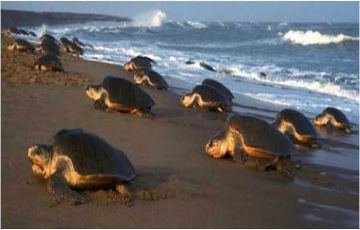 Odisha Unforgettable Honeymoon Package