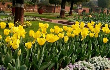 3 Days Mumbai to Lotus Temple Tour Package