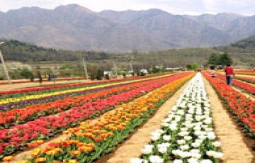 Beautiful 6 Days 5 Nights Srinagar, Pahalgam with Gulmarg Holiday Package