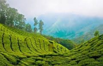 3 Days Cochin to Munnar Tour Package
