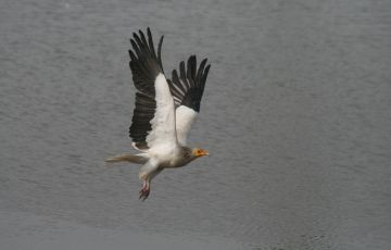 Ecstatic 5 Days 4 Nights Corbett, Almora with Nainital Vacation Package