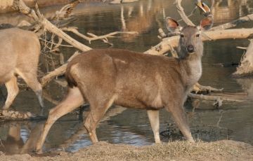 Ecstatic 5 Days 4 Nights Corbett, Almora with Nainital Vacation Package