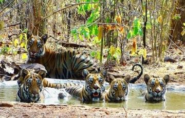 3 Days Tadoba Nagpur to Tadoba Holiday Package