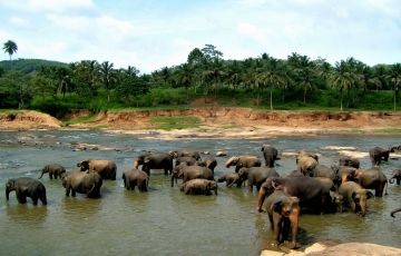 Ecstatic kandy Tour Package for 3 Days 2 Nights
