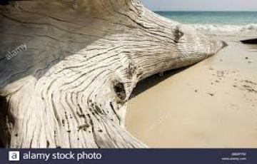 Experience 5 Days 4 Nights Port Blair with Havelock Vacation Package