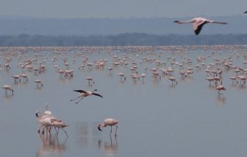 3 Days Arusha to Lake Manyara National Park Vacation Package