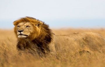 Experience 5 Days 4 Nights Serengeti National Park with Ngorongoro conservation Area Trip Package