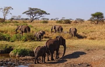 Family Getaway 2 Days 1 Night Serengeti Vacation Package
