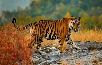 Experience 11 Days 10 Nights delhi Wildlife Trip Package