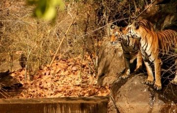 Family Getaway 9 Days 8 Nights Bandhavgarh Vacation Package