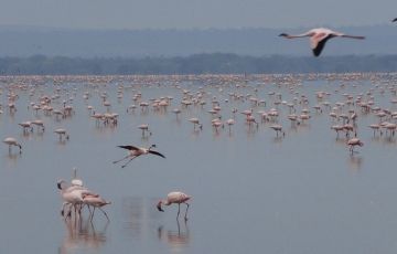 4 Days 3 Nights Lake Manyara, Serengeti National Park and Ngorongoro Holiday Package