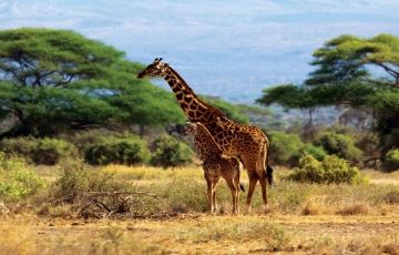 Best 3 Days 2 Nights Amboseli National Park Trip Package