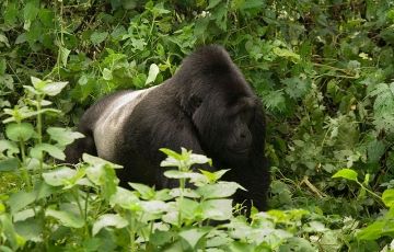 Best 3 Days 2 Nights Bwindi Tour Package