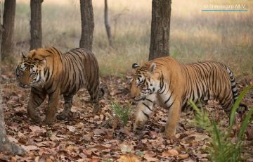Pleasurable 3 Days 2 Nights Bandhavgarh Holiday Package