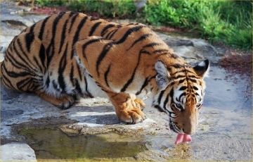 Magical Corbett National Park Wildlife Tour Package for 3 Days 2 Nights