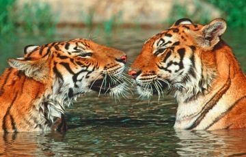 Pleasurable Corbett National Park Wildlife Tour Package for 4 Days 3 Nights