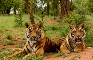 Ecstatic 3 Days 2 Nights Delhi, Jim Corbett with Delhi Vacation Package