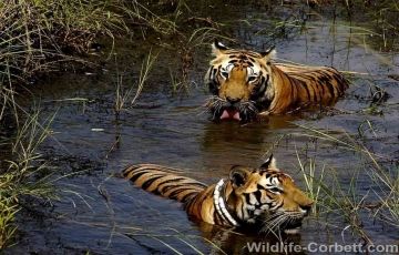 Ecstatic 3 Days 2 Nights Delhi, Jim Corbett with Delhi Vacation Package