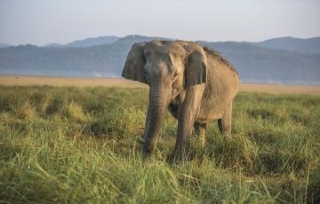 Nainital and Dhikala Wildlife Tour Package from Dhikala