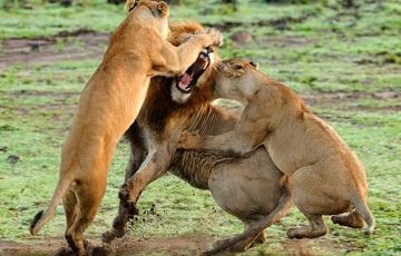 Heart-warming 6 Days 5 Nights Masa Mara Vacation Package