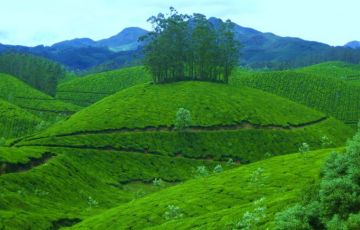 Experience 4 Days 3 Nights Cochin and Munnar Trip Package
