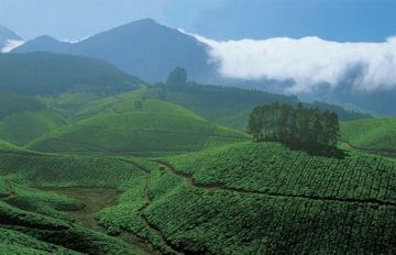 Heart-warming 4 Days 3 Nights Munnar Holiday Package