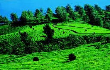 Heart-warming 4 Days 3 Nights Munnar with Alleppey Vacation Package