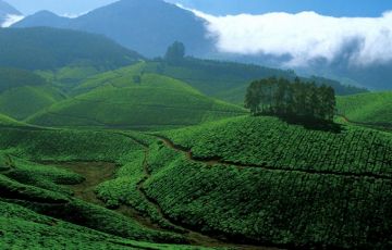 Pleasurable Munnar Tour Package for 4 Days 3 Nights