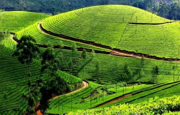 Memorable 3 Days 2 Nights Munnar Holiday Package