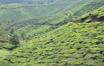 Amazing 8 Days 7 Nights Cochin, Munnar, Thekkady, Houseboat, Kovalam, Trivandrum with Alleppey Vacation Package