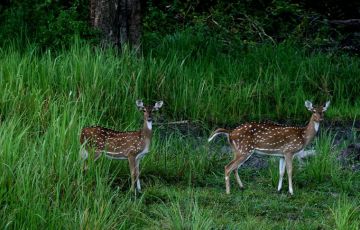 3 Days Nagarhole to Elephant ride in India Vacation Package