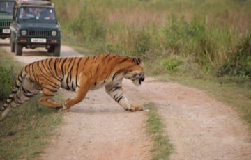 Best 14 Days 13 Nights Kaziranga Tour Package