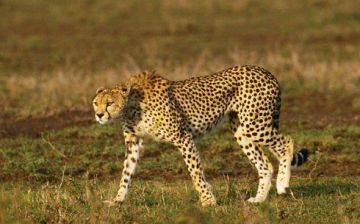 Ecstatic 3 Days 2 Nights Amboseli National Park Tour Package