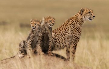 Ecstatic 3 Days 2 Nights Amboseli National Park Tour Package