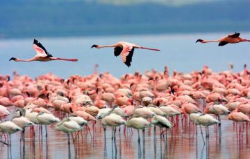 Best Nairobi Tour Package for 6 Days 5 Nights