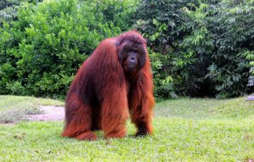 3 Days 2 Nights Ppangkalan bun Vacation Package