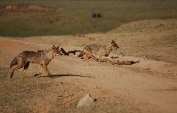 Amazing Pench Tour Package for 3 Days 2 Nights