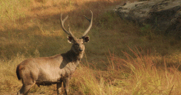 Amazing 2 Days 1 Night Kenha, Satpura, Bandhavgarh and Panna Holiday Package