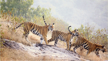 Amazing 2 Days 1 Night Kenha, Satpura, Bandhavgarh and Panna Holiday Package