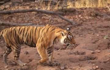 Ranthambore Tour Package from New Delhi