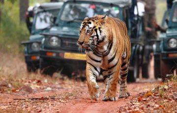 Tour Package for 3 Days 2 Nights from Ranthambore