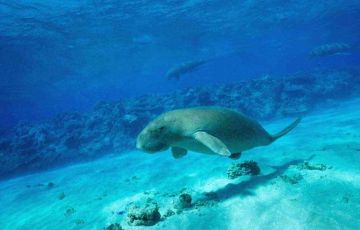 5 Days 4 Nights Jolly Buoy Vacation Package