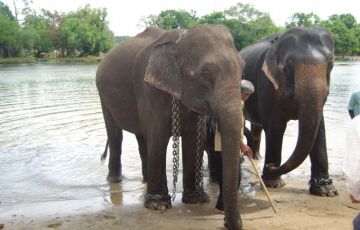 Memorable 3 Days 2 Nights Bangalore with Dubare Tour Package