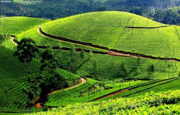 Magical 5 Days 4 Nights Munnar Holiday Package