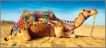 Ecstatic Bikaner Tour Package for 10 Days 9 Nights