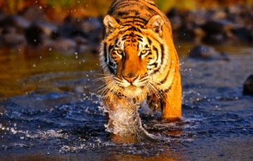 Ecstatic 16 Days 15 Nights Ranthambhore Holiday Package