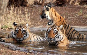 6 Days 5 Nights Nainital, Bhimtal and Jim Corbett Tour Package