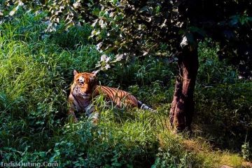 Magical 5 Days 4 Nights Sattal with Corbett Tour Package