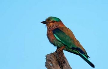 Best 3 Days 2 Nights Bandipur Holiday Package