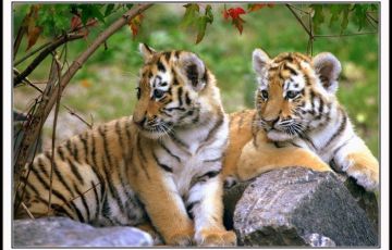 Simlipal National Park Weekend Getaway Tour